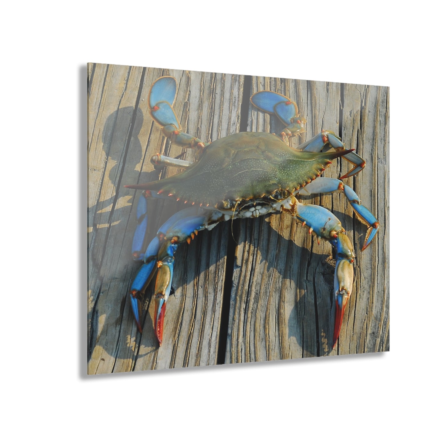 Maryland Blue Crab, Acrylic Print (French Cleat Hanging)