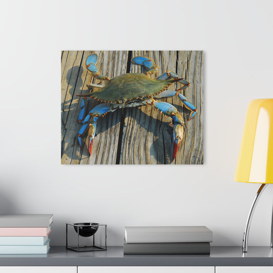 Maryland Blue Crab, Acrylic Print (French Cleat Hanging)