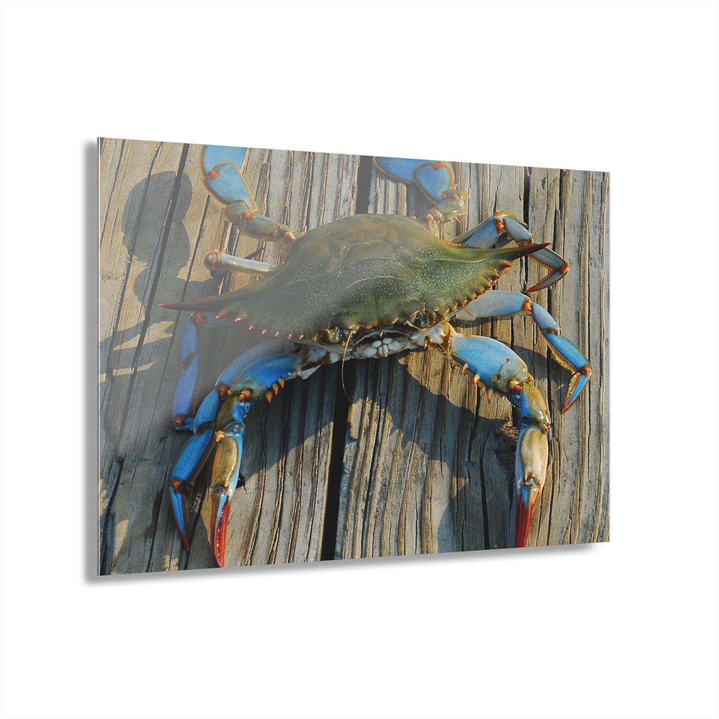 Maryland Blue Crab, Acrylic Print (French Cleat Hanging)